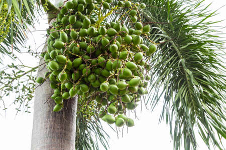 Branch of red and green betel nut or Areca Catechu (Areca nut palm, Betel nuts) on high tree.