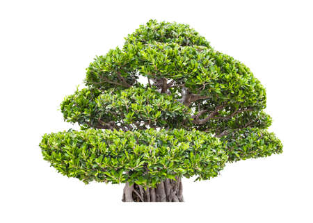 Beautiful green tree isolated on white background.
