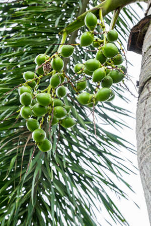 Areca catechu (Areca nut palm, Betel Nuts) All bunch into large clustered, hanging down. natural sunlight.の写真素材