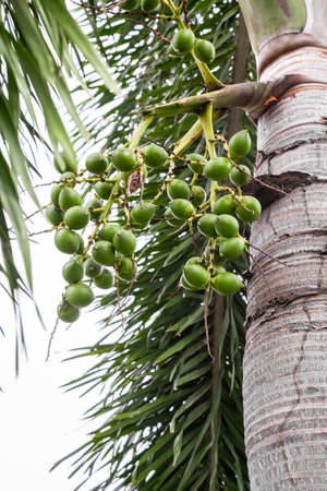 Areca catechu (Areca nut palm, Betel Nuts) All bunch into large clustered, hanging down. natural sunlight.の写真素材