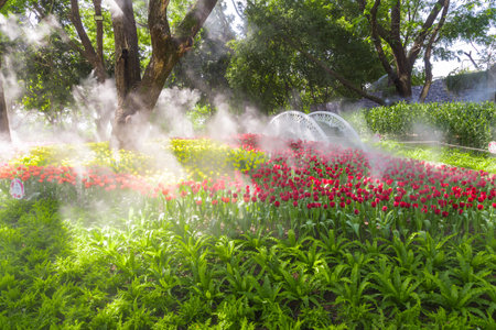 Beautiful red tulip in the garden, north Thailand.の写真素材