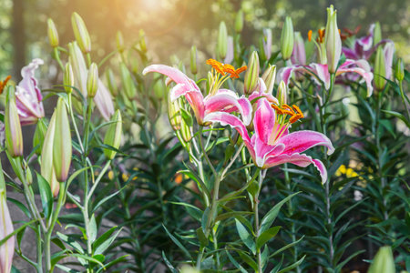 Pink Lilly flowers are beautifully blooming in Chiang Rai Flower Festival at Chiang Rai Thailand.の写真素材