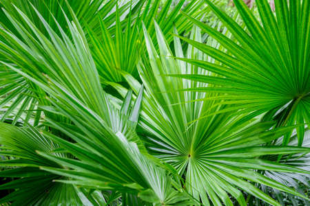 Abstract of tropical palm foliage, greenery background.の写真素材