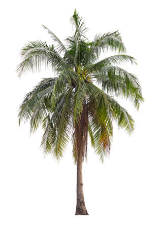 Coconut tree isolated on white background.の写真素材