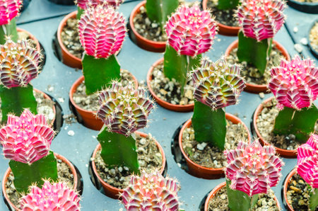 Gymnocalycium variegated cactus, Small cactus in a flower pot.