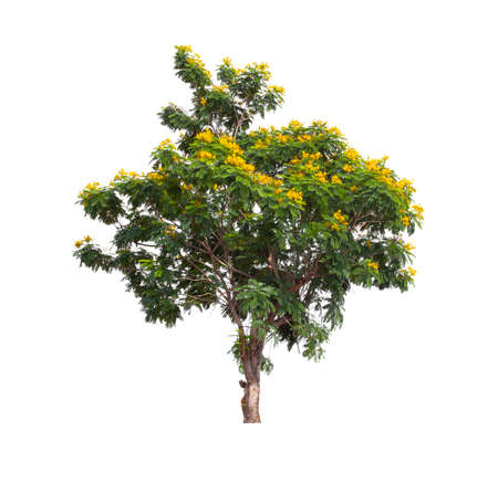 Beautiful big tree with yellow flower isolated on white background.の写真素材