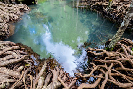 Tropical tree roots or Tha pom mangrove in swamp forest and flow water, Klong Song Nam at Krabi,...