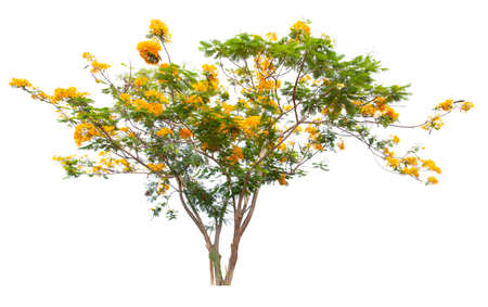 Cassia fistula tree or Golden shower National tree of Thailand and isolated on white background.の写真素材