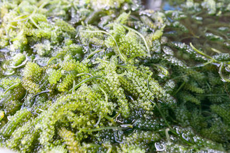 Close up of bryopsida green algae or Caulerpa lentillifera. (sea grapes or green caviar)