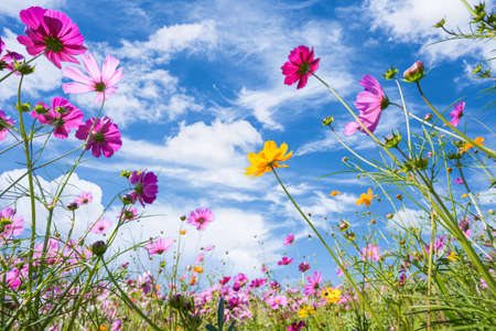 Colorful cosmos blooming in the beautiful garden flowers on hill landscape mountain and summer blue sky backgroundの写真素材