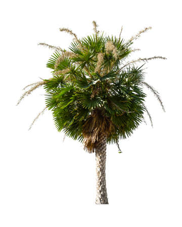 Beautiful green palm tree isolated on white background.の写真素材