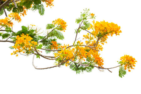 Yellow Barbados Pride, peacock Flower (Caesalpinia pulcherrima) Isolated on white background.の写真素材