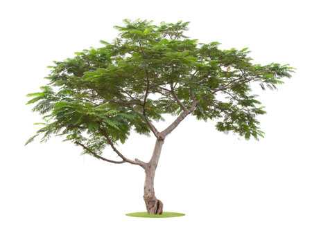 The freshness big green tree isolated on white background.の写真素材
