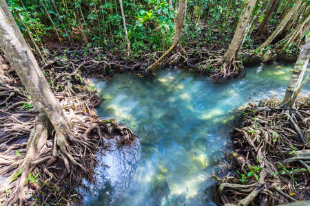 Tropical tree roots or Tha pom mangrove in swamp forest and flow water, Klong Song Nam at Krabi, Thailand.の写真素材