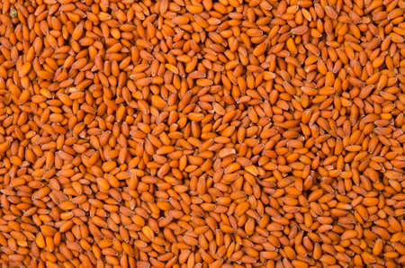 Seeds of Lepidium sativum texture as background.の写真素材