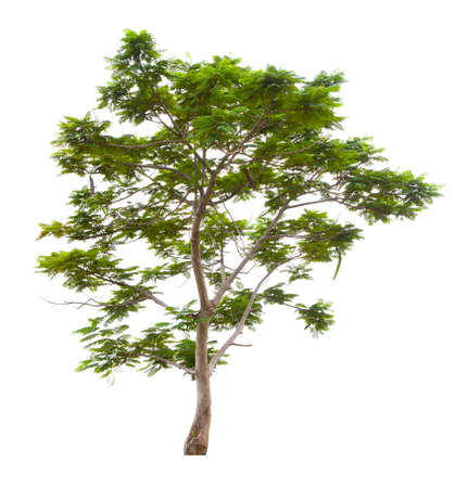 Beautiful green tree isolated on white background.の写真素材