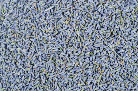 The dried lavender flower textured as background.の写真素材