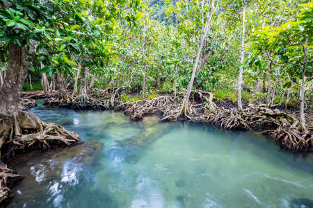 Tropical tree roots or Tha pom mangrove in swamp forest and flow water, Klong Song Nam at Krabi, Thailand.の写真素材