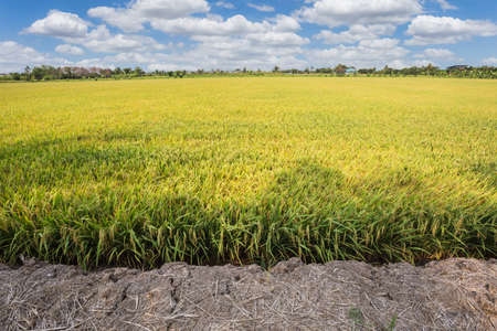 The Rice field and blue sky clouds background, Thailand.