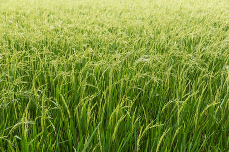 The Rice field, Thailand, Southeast Asia.の写真素材