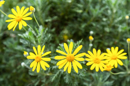 Zinnia flower with many yellow flowers.の写真素材