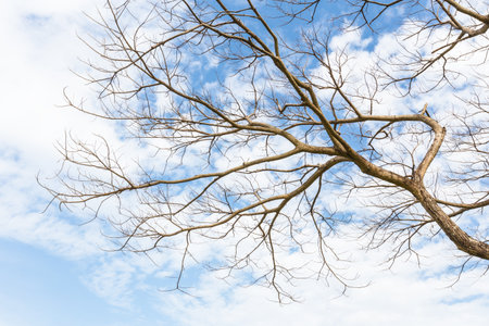 A abstract dry branch with cloud and blue sky.