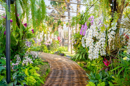 Walkway in Colorful Orchids in the Gardenの写真素材