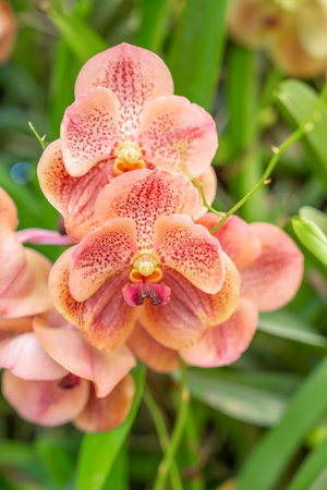 Orange orchids, Ascocenda, Vanda hybrids blooming in orchid house in bright sunlight and green...