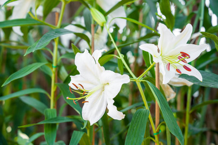 White Easter Lily flowers in garden.の写真素材