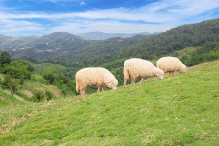 Flock of sheep quietly grazing on green pasture overlooked by mountains beyond.の写真素材