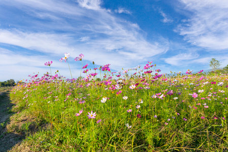 Cosmos Flower field with sky,spring season flowers blooming beautifully in the fieldの写真素材