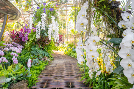Walkway in Colorful Orchids in the Gardenの写真素材