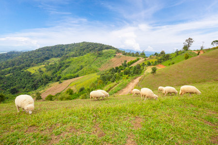 Flock of sheep quietly grazing on green pasture overlooked by mountains beyond.の写真素材