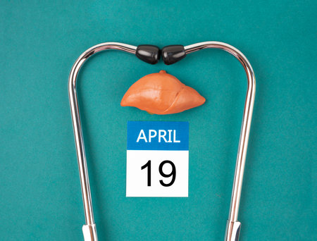 April 19th calendar and liver human artificial with stethoscope medical. World Liver Day Concepts.の写真素材
