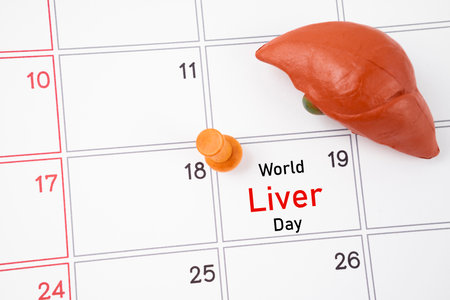 April 19th calendar and liver human artificial with wooden push pin. World Liver Day Concepts.の写真素材
