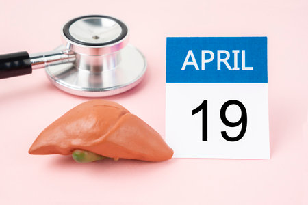 April 19th calendar and liver human artificial with stethoscope medical. World Liver Day Concepts.の写真素材