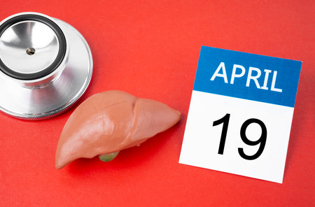 April 19th calendar and liver human artificial with stethoscope medical on red background. World Liver Day Concepts.の写真素材