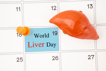 April 19th calendar and liver human artificial with wooden push pin. World Liver Day Concepts.の写真素材