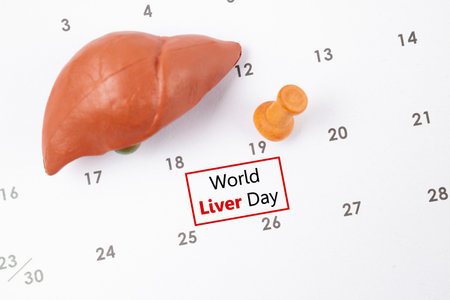 April 19th calendar and liver human artificial with wooden push pin. World Liver Day Concepts.の写真素材