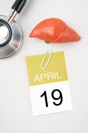 April 19th calendar and liver human artificial with stethoscope medical. World Liver Day Concepts.の写真素材