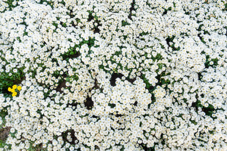 White chrysanthemum flowers in garden.の写真素材