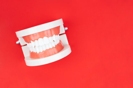 Dentures model for studying oral hygiene on red color background.の写真素材