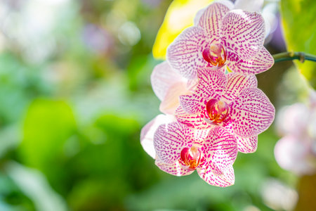 Close up of pink orchids bouquet with natural background, beautiful blooming orchid flower in the garden.の写真素材
