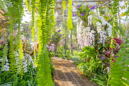 Walkway in Colorful Orchids in the Gardenの写真素材