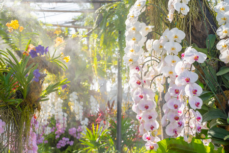 White Orchid in bloom in greenhouseの写真素材