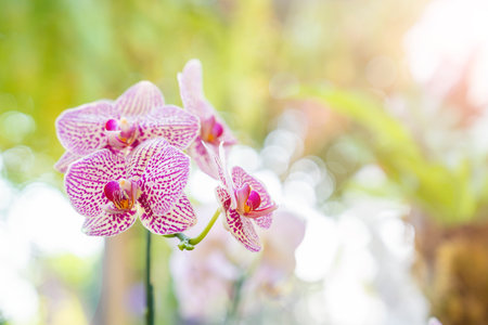 Blooming Pink Phalaenopsis Orchid Flowers on Natural Blurred Backgroundの写真素材