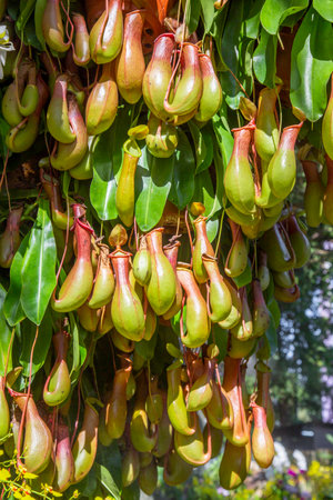 Close up view of bunch of Nepenthes Pitcher plantの写真素材