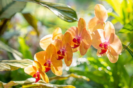 Yellow colour Phalaenopsis orchid in garden.の写真素材