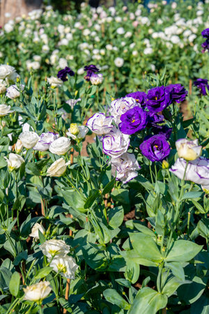 Lisianthus flowers or Eustoma plants blossom in flower garden.の写真素材