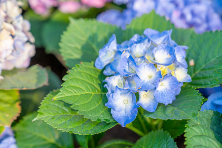 Blue hydrangea flowers growing in the garden.の写真素材